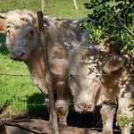 Semesterbostad Hillside Near Coo Fall